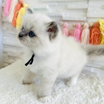 chaton Ragdoll blue point mitted Collier Bleu Marine Chatterie des Nuits d'Or