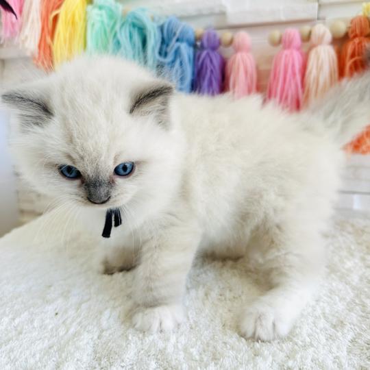 chaton Ragdoll blue point mitted Collier Bleu Marine Chatterie des Nuits d'Or