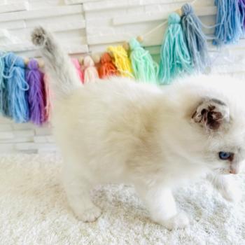 chaton Ragdoll blue point mitted Collier Bleu Marine Chatterie des Nuits d'Or