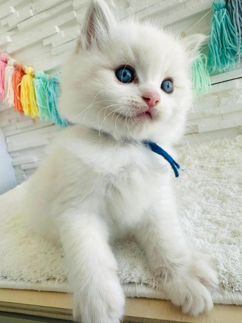 BABEL des Nuits d'Or Mâle Ragdoll