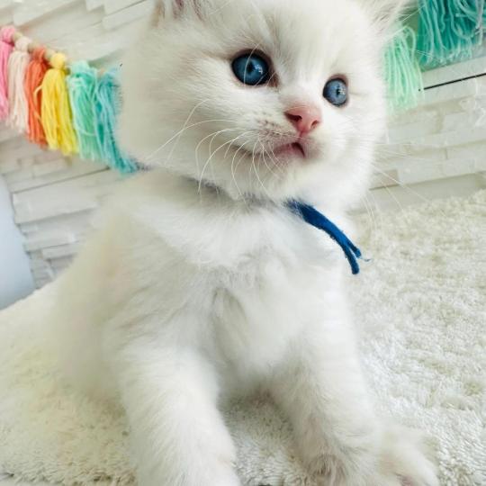 BABEL des Nuits d'Or Mâle Ragdoll