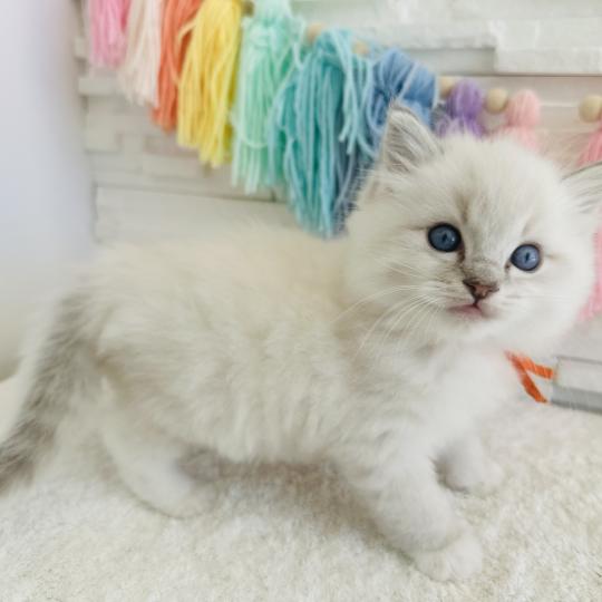 chaton Ragdoll blue tabby point mitted Collier Orange Chatterie des Nuits d'Or