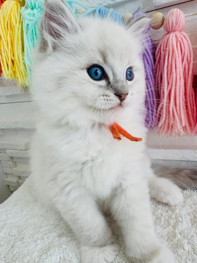 CLYDE des Nuits d'Or Mâle Ragdoll