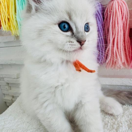 CLYDE des Nuits d'Or Mâle Ragdoll