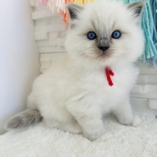 chaton Ragdoll blue point mitted Collier Rouge Chatterie des Nuits d'Or