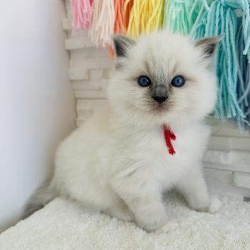 chaton Ragdoll blue point mitted Collier Rouge Chatterie des Nuits d'Or