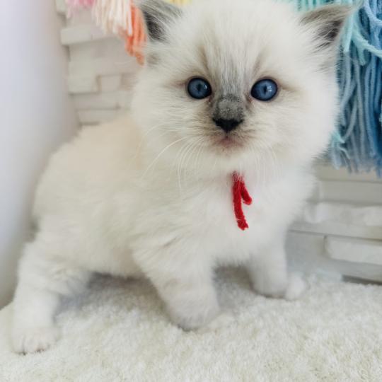 chaton Ragdoll blue point mitted Collier Rouge Chatterie des Nuits d'Or