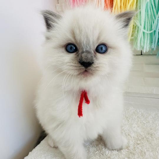 chaton Ragdoll blue point mitted Collier Rouge Chatterie des Nuits d'Or