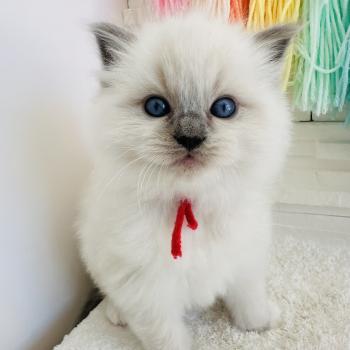 chaton Ragdoll blue point mitted Collier Rouge Chatterie des Nuits d'Or