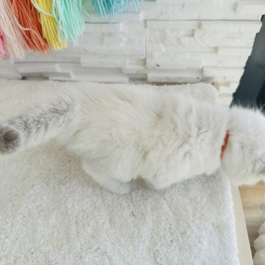 chaton Ragdoll blue point mitted Collier Rouge Chatterie des Nuits d'Or