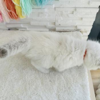 chaton Ragdoll blue point mitted Collier Rouge Chatterie des Nuits d'Or