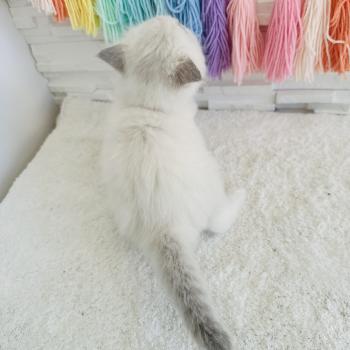 chaton Ragdoll blue point mitted Collier Rouge Chatterie des Nuits d'Or