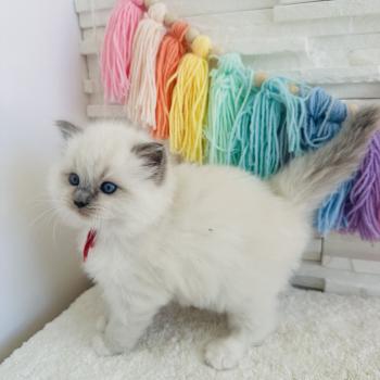 chaton Ragdoll blue point mitted Collier Rouge Chatterie des Nuits d'Or