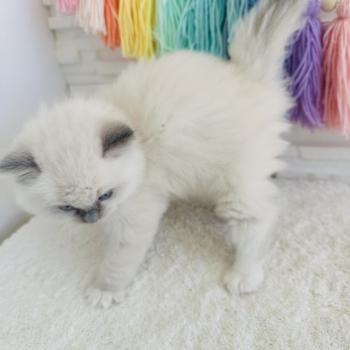 chaton Ragdoll blue point mitted Collier Rouge Chatterie des Nuits d'Or