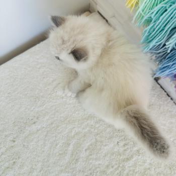 chaton Ragdoll blue point mitted Collier Rouge Chatterie des Nuits d'Or