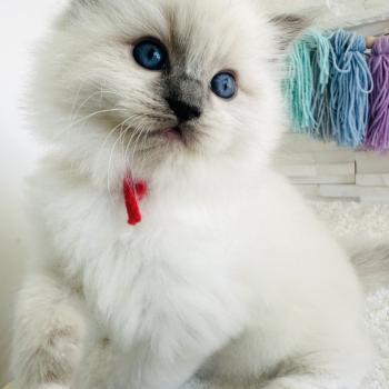 chaton Ragdoll blue point mitted Collier Rouge Chatterie des Nuits d'Or