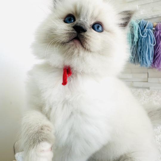 chaton Ragdoll blue point mitted Collier Rouge Chatterie des Nuits d'Or