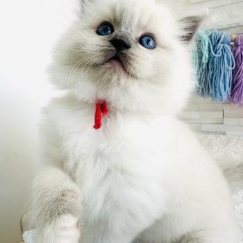 chaton Ragdoll blue point mitted Collier Rouge Chatterie des Nuits d'Or
