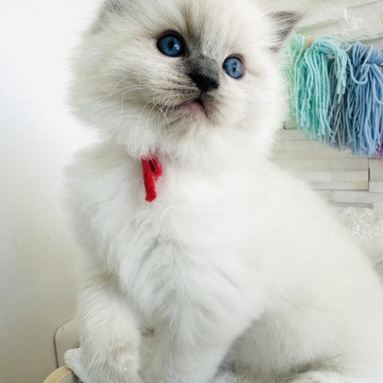 chaton Ragdoll blue point mitted Collier Rouge Chatterie des Nuits d'Or