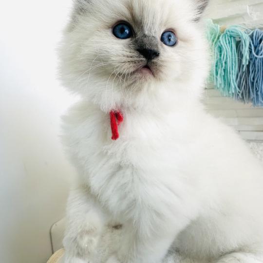 chaton Ragdoll blue point mitted Collier Rouge Chatterie des Nuits d'Or