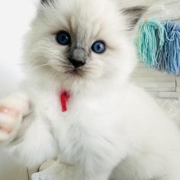 chaton Ragdoll blue point mitted Collier Rouge Chatterie des Nuits d'Or