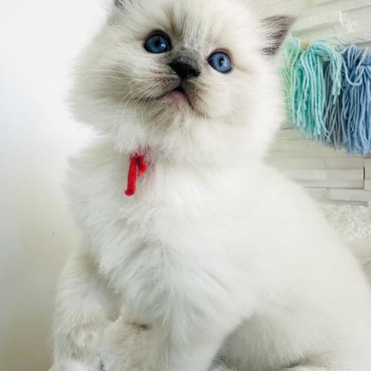 chaton Ragdoll blue point mitted Collier Rouge Chatterie des Nuits d'Or