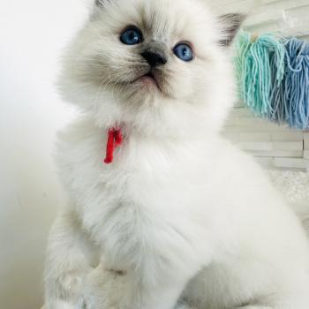 chaton Ragdoll blue point mitted Collier Rouge Chatterie des Nuits d'Or
