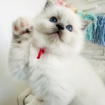 chaton Ragdoll blue point mitted Collier Rouge Chatterie des Nuits d'Or