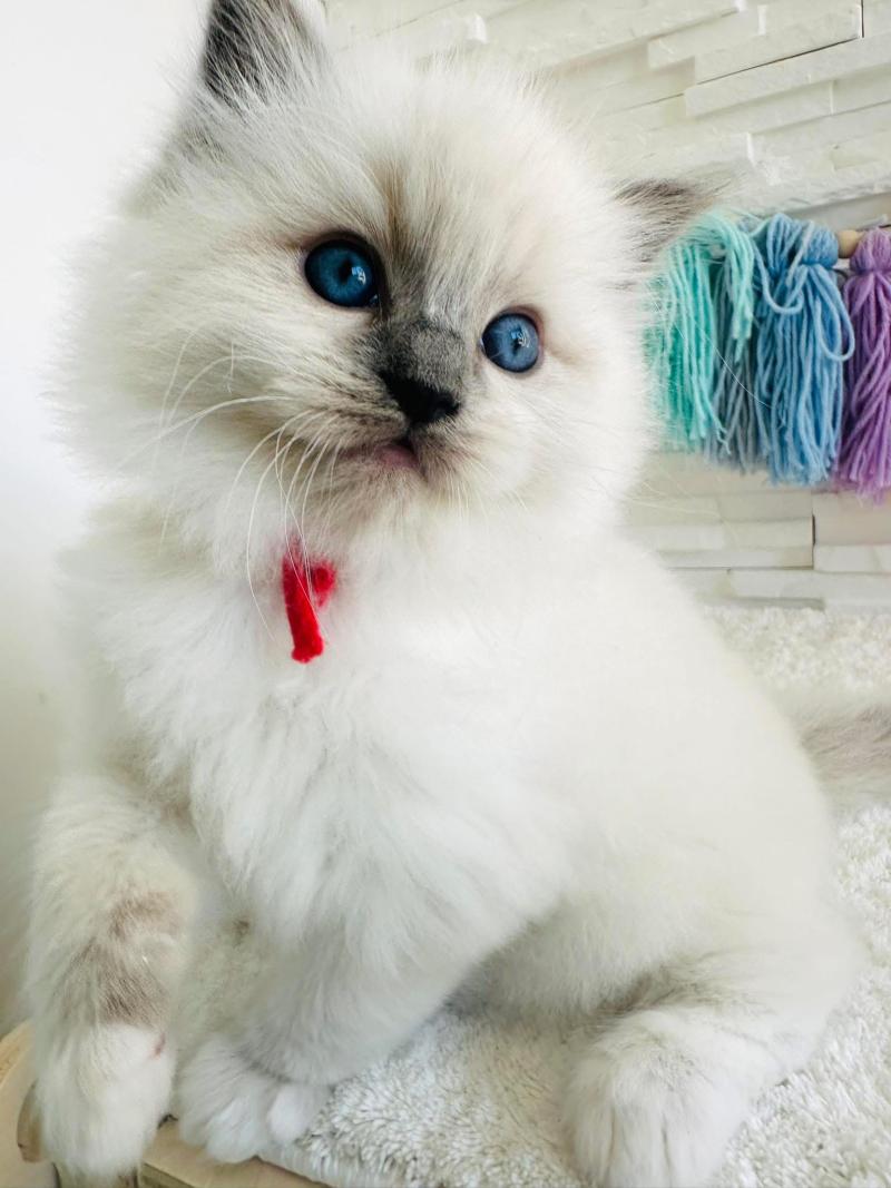 BONNIE des Nuits d'Or Femelle Ragdoll