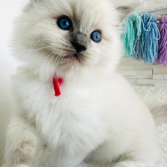 BONNIE des Nuits d'Or Femelle Ragdoll
