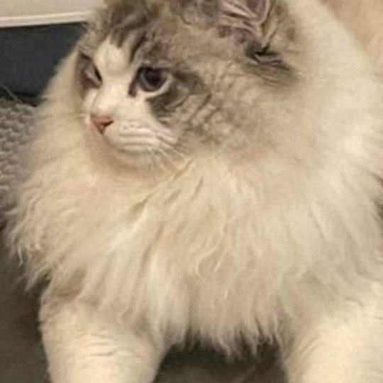 Korfu II Koci Eden*PL Mâle Ragdoll