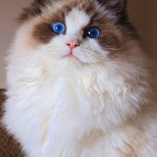 Vinicius Mâle Ragdoll