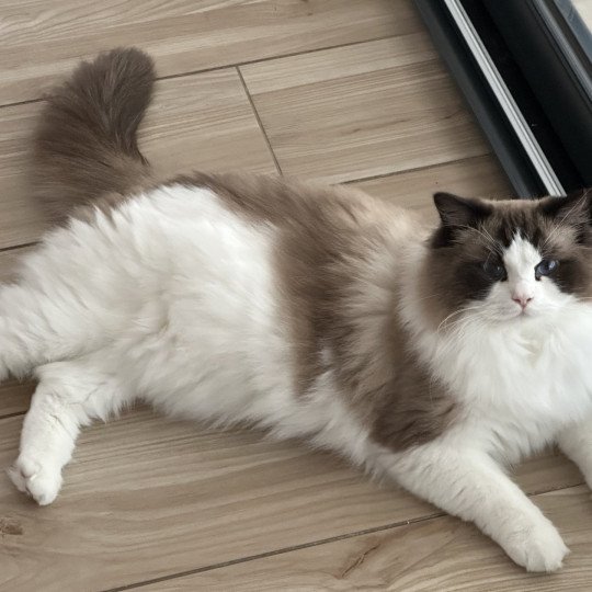 chat Ragdoll black bicolor Odyn Chatterie des Nuits d'Or