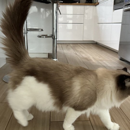 chat Ragdoll black bicolor Odyn Chatterie des Nuits d'Or