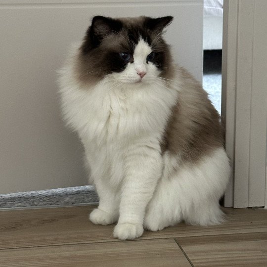 chat Ragdoll black bicolor Odyn Chatterie des Nuits d'Or