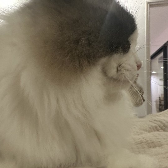 chat Ragdoll black bicolor Odyn Chatterie des Nuits d'Or