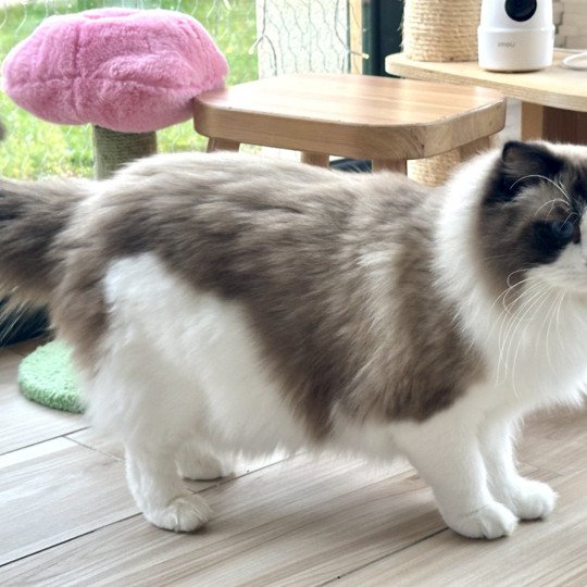 chat Ragdoll black bicolor Odyn Chatterie des Nuits d'Or