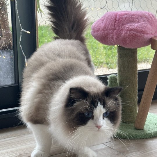 chat Ragdoll black bicolor Odyn Chatterie des Nuits d'Or