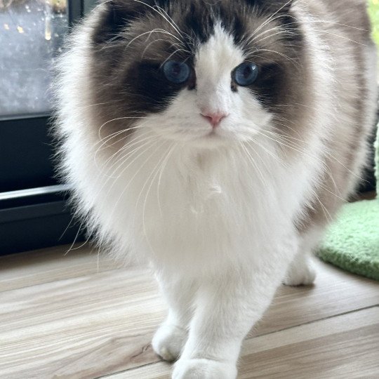 chat Ragdoll black bicolor Odyn Chatterie des Nuits d'Or