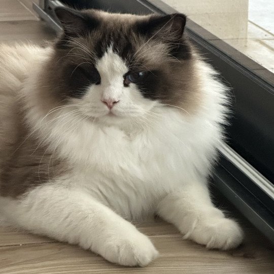 chat Ragdoll black bicolor Odyn Chatterie des Nuits d'Or