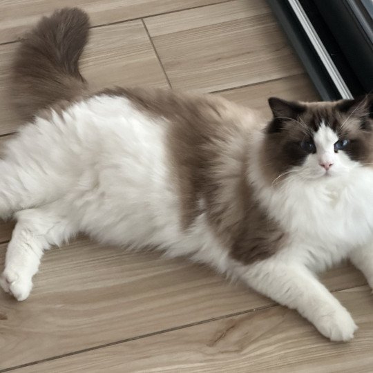 chat Ragdoll black bicolor Odyn Chatterie des Nuits d'Or