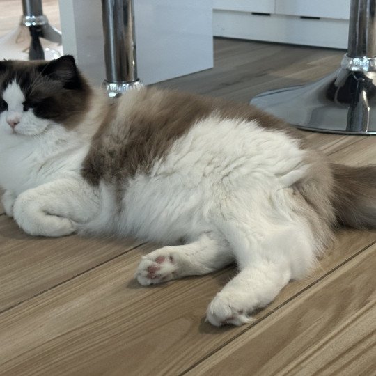 chat Ragdoll black bicolor Odyn Chatterie des Nuits d'Or