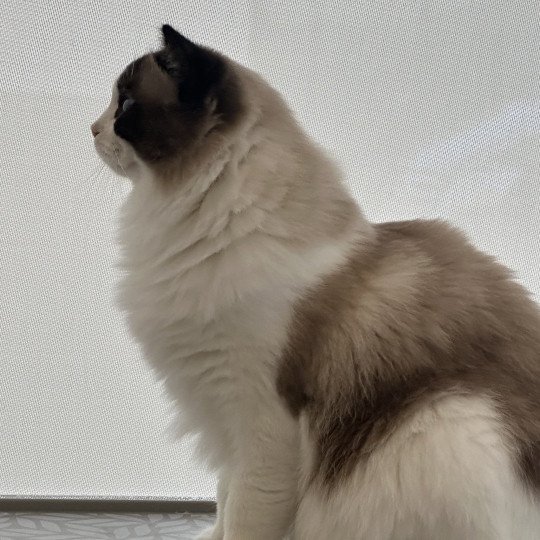 chat Ragdoll black bicolor Odyn Chatterie des Nuits d'Or