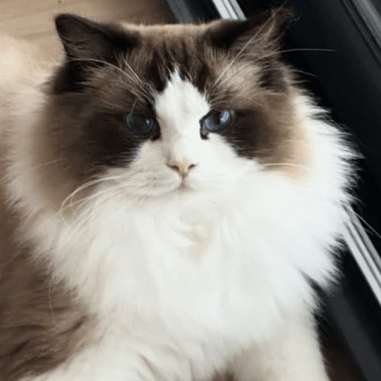 ODYN GRAVITS (Vinicius) 🇵🇱  Mâle Ragdoll