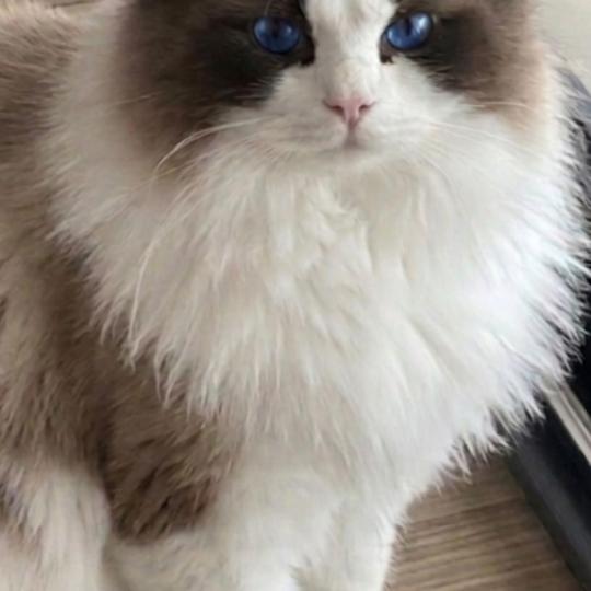 chat Ragdoll black bicolor ODYN GRAVITS (Vinicius) 🇵🇱 Chatterie des Nuits d'Or