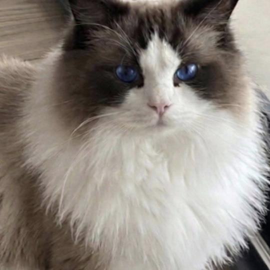 chat Ragdoll black bicolor ODYN GRAVITS (Vinicius) 🇵🇱 Chatterie des Nuits d'Or