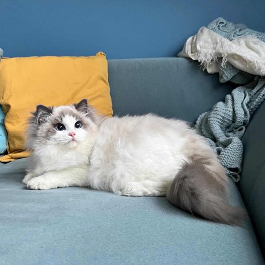 chat Ragdoll blue bicolor Queen Elizabeth Dolce Dolls 🇵🇱 Chatterie des Nuits d'Or
