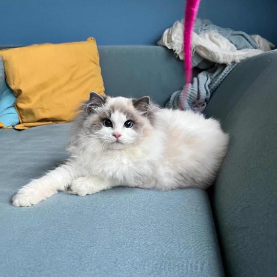 chat Ragdoll blue bicolor Queen Elizabeth Dolce Dolls 🇵🇱 Chatterie des Nuits d'Or