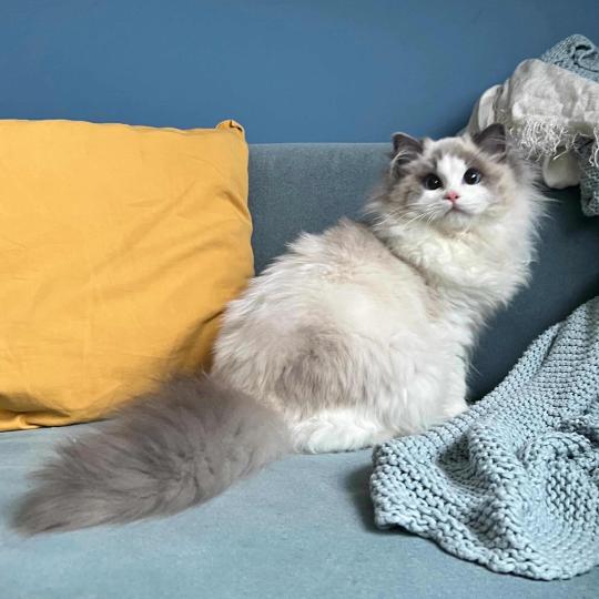 chat Ragdoll blue bicolor Queen Elizabeth Dolce Dolls 🇵🇱 Chatterie des Nuits d'Or