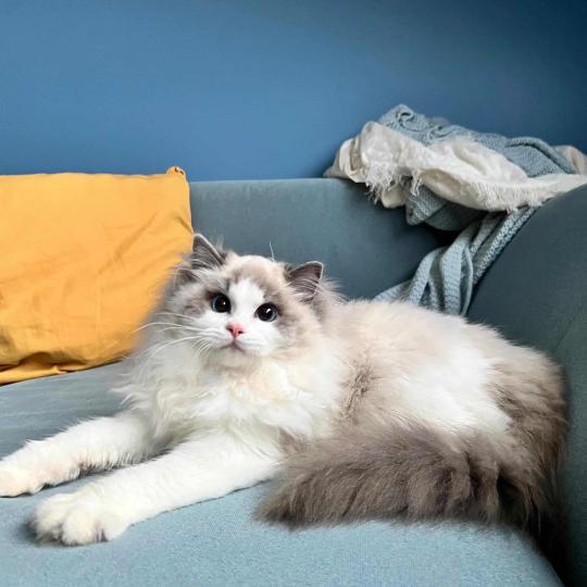 chat Ragdoll blue bicolor Queen Elizabeth Dolce Dolls 🇵🇱 Chatterie des Nuits d'Or